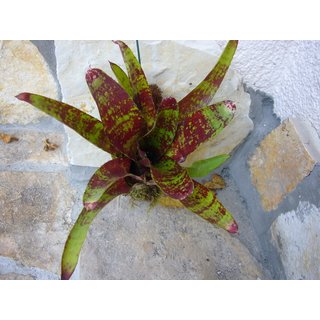 Neoregelia red spotted aufgebunden