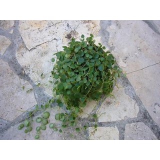 Neue Peperomia aus Kolumbien