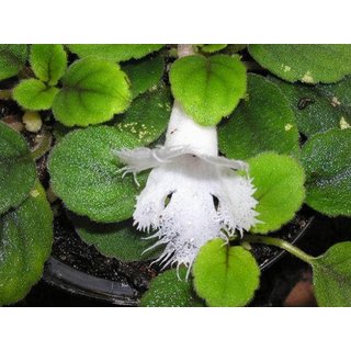 Episcia dianthiflora