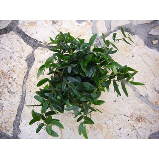 Ficus aus Panama