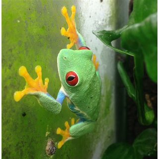 Agalychnis callydrias Rotaugenlaubfrosch