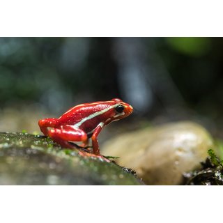 Angebot Epipedobates Anthonyi