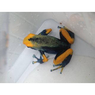 NEU*** NEW**Dendrobates tinctorius Tumuqumaque
