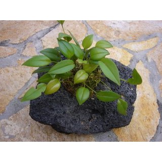 Lavastein mit Pleurotahlis niveo - globula
