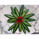 Neoregelia green stripes (bromelie)