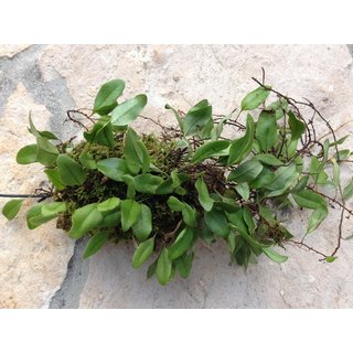 Microgramma reptans