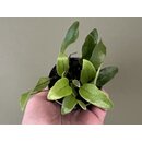 Microgramma reptans