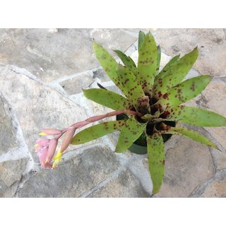 Vriesea guttata (bromelie)