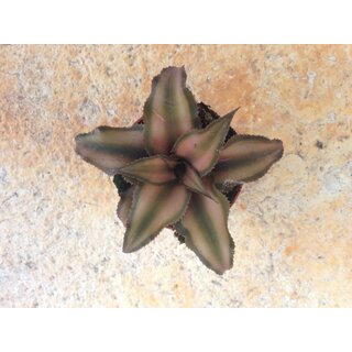 Cryptanthus NEU