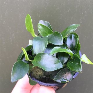 Anubias barteri var. nana Petite (Bonsai)