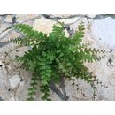 Adiantum spec. Kolumbien