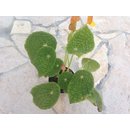 Begonia microsperma