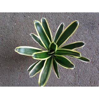 Neoregelia white stripes