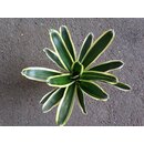 Neoregelia white stripes