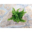 Nephrolepis spec. Mittelamerika