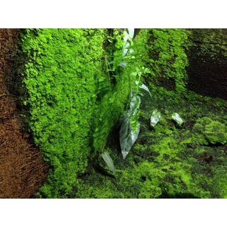 Xaximplatte 50x12,5x2cm