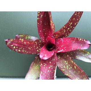 Neoregelia Bright Eye