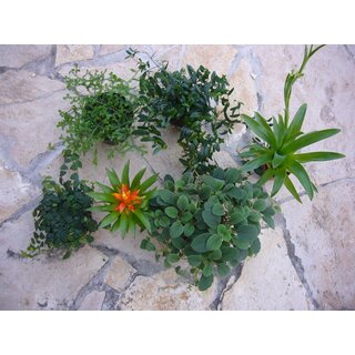 Pflanzenset fr Dendrobaten - Terrarium ( klein )