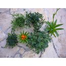 Pflanzenset fr Dendrobaten - Terrarium ( klein )