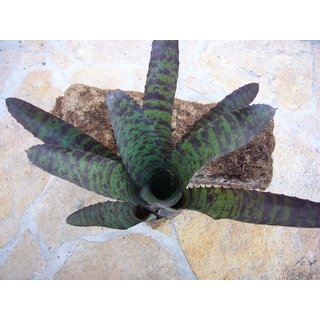 Neoregelia Tiger Stripes