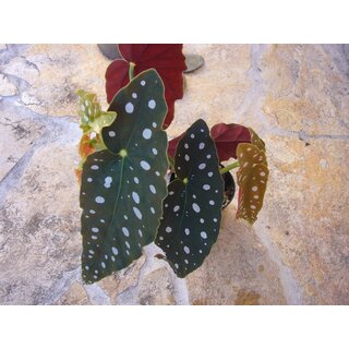 Begonia spec.