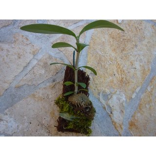 Hydnophytum formicarium