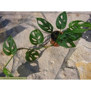 Monstera accuminata