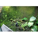 3 Liter Rainforest Background Modellier Torf ( RFB )