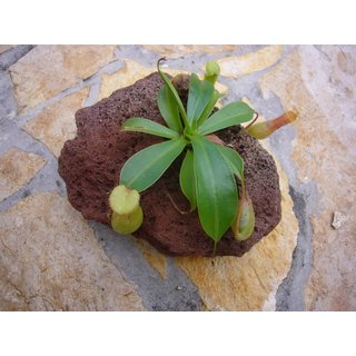 Fleischfressende Pflanze in Larvastein