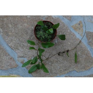 Microgramma reptans