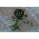Microgramma reptans