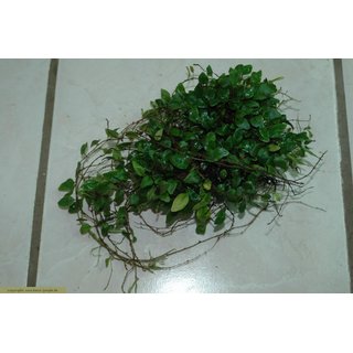 Microgramma tecta var. nana