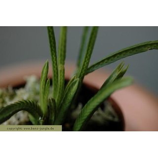 Lycopodium tetrasticha
