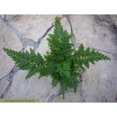 Selaginella spec. Mittelamerika