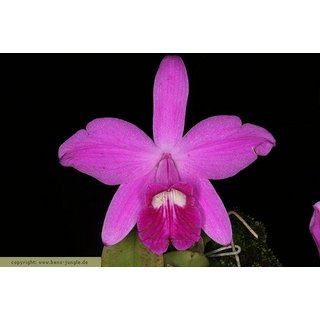 Laelia sincorana