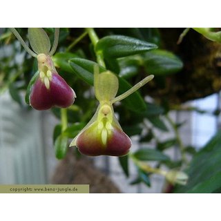 Nanodes/Epidendrum porpax
