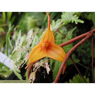 Masdevallia spec.