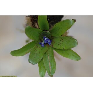 Neoregelia spec. Brasilien