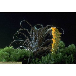 Racinae crispa