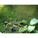 30 Liter Rainforest Background Modellier Torf ( RFB )