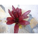 Neoregelia high red aufgebunden