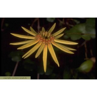 Bulbophyllum makoyanum