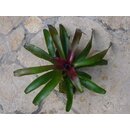 Neoregelia fireball  aufgebunden