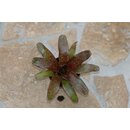 Neoregelia rot gefleckt spec. Brasilien