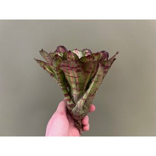 Neoregelia white stripes