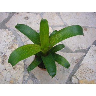 Vriesea fenestralis