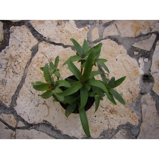 Neoregelia liliputiana Ableger