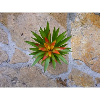 Guzmania theresa