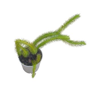 Lycopodium squarrosum