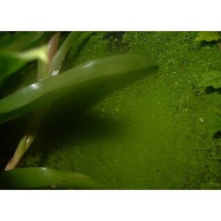 5 Liter Rainforest Background Modellier Torf ( RFB )